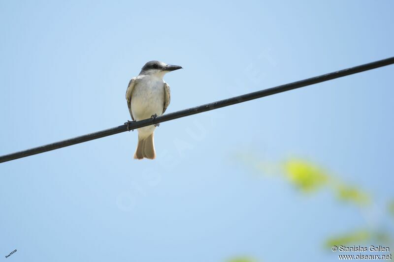 Grey Kingbirdadult breeding