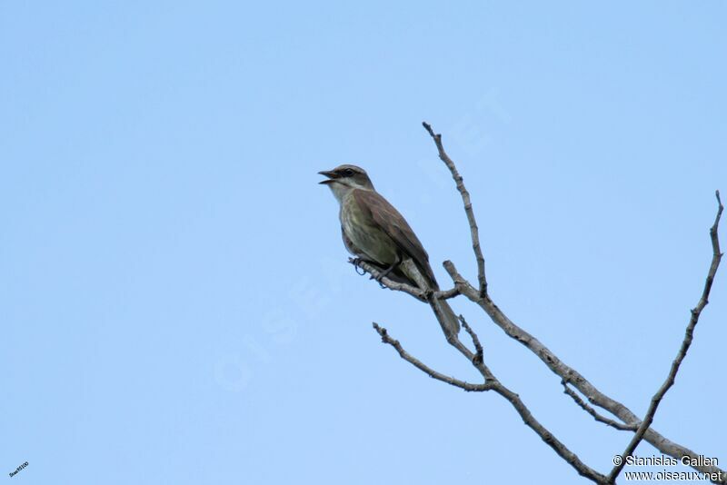 Piratic Flycatcher male adult, song