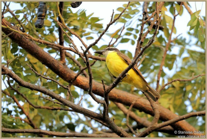 Boat-billed Flycatcheradult