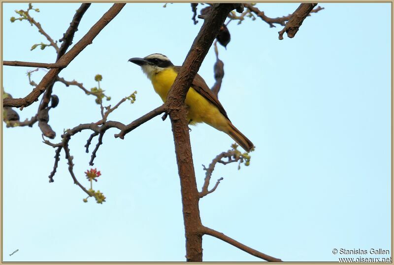 Boat-billed Flycatcher