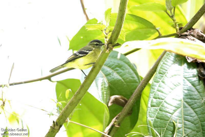 Black-capped Tyrannuletadult, identification