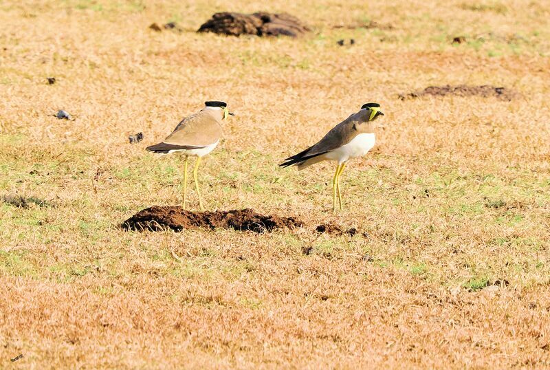 Yellow-wattled Lapwing