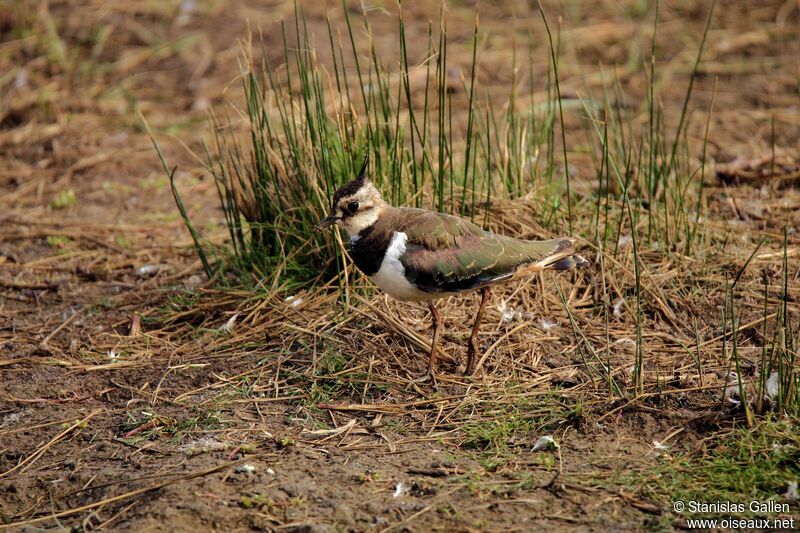 Northern Lapwingadult transition, walking