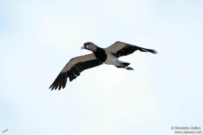 Southern Lapwingadult, Flight