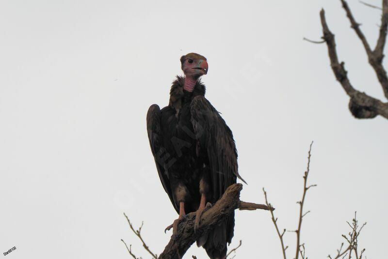 Vautour à tête blancheimmature