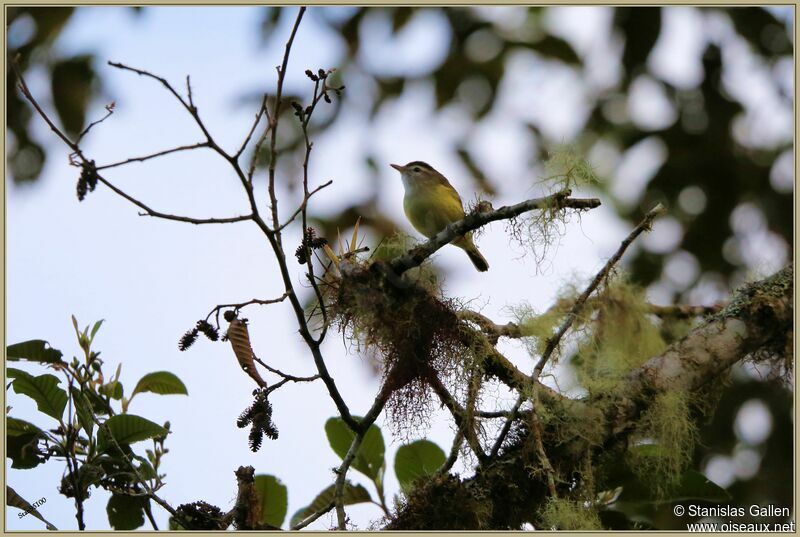 Brown-capped Vireoadult