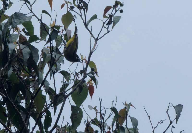 Capped White-eyeadult