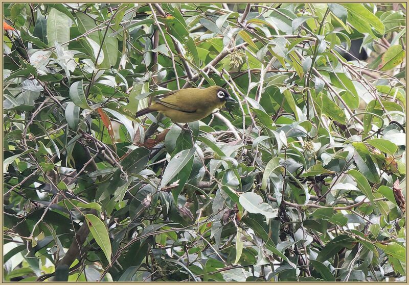 Capped White-eyeadult