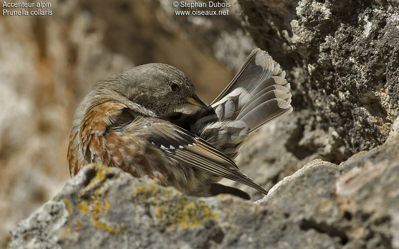 Alpine Accentor