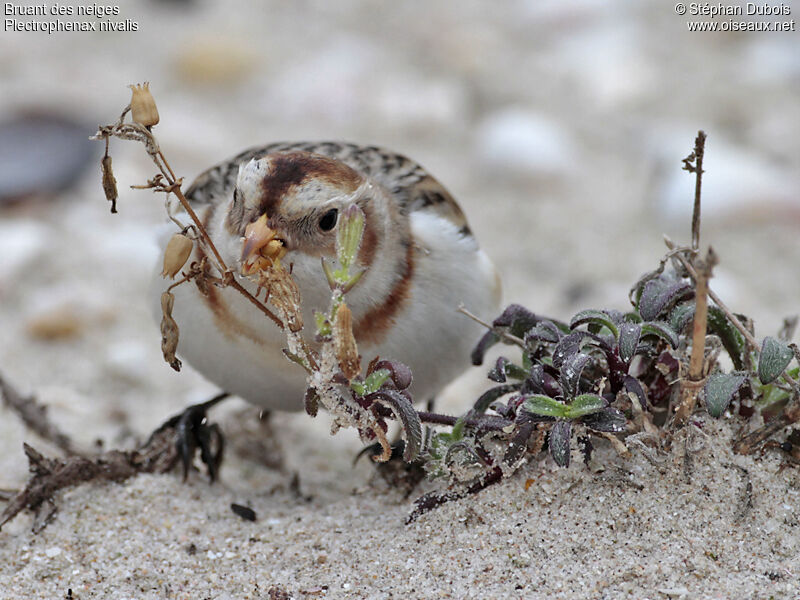 Snow Bunting