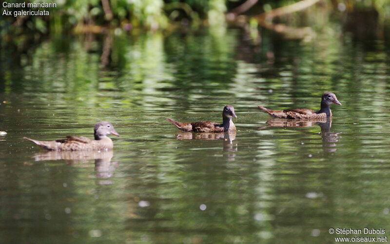 Canard mandarin1ère année