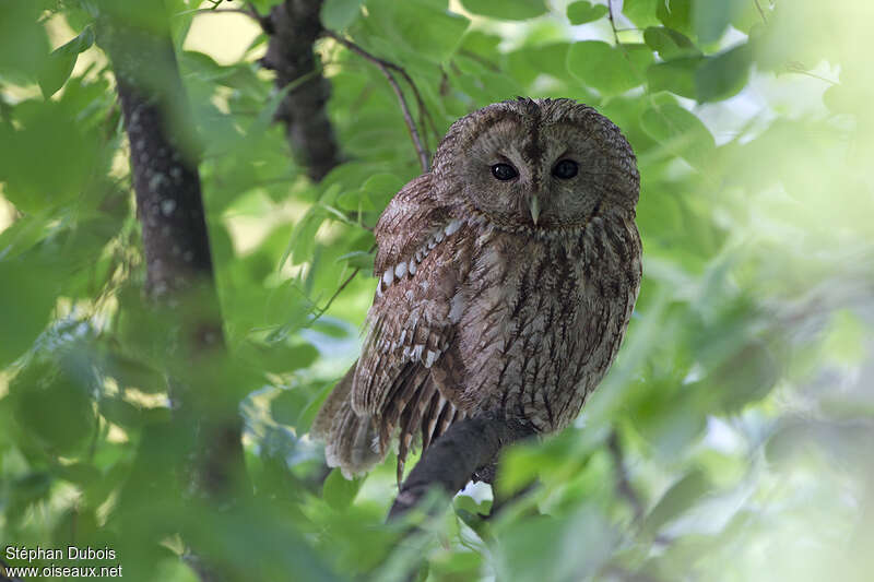 Chouette hulotteadulte, portrait