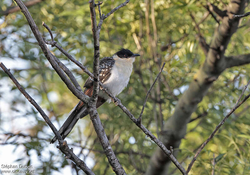 Great Spotted Cuckoojuvenile, identification