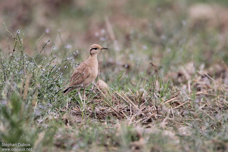 Cream-colored Courserjuvenile, identification