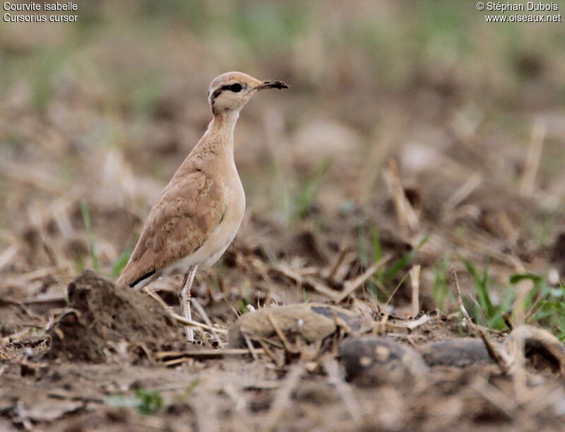 Cream-colored Courserjuvenile, identification