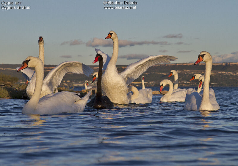 Black Swan