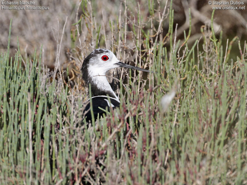 Black-winged Stilt