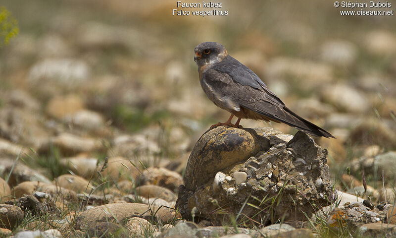 Red-footed Falcon