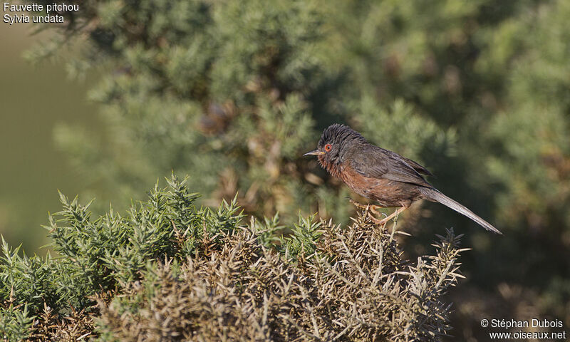 Dartford Warbler