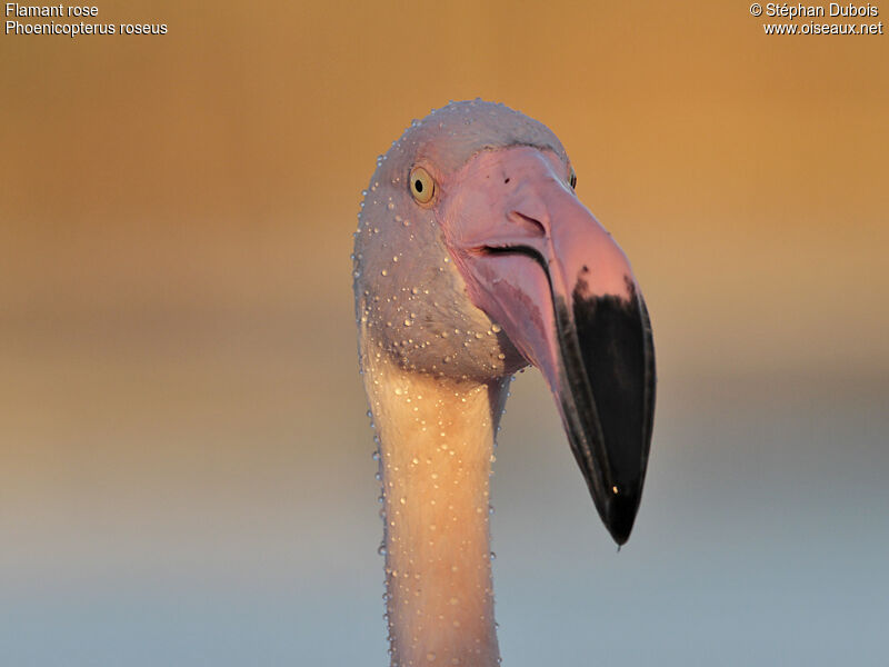 Flamant rose