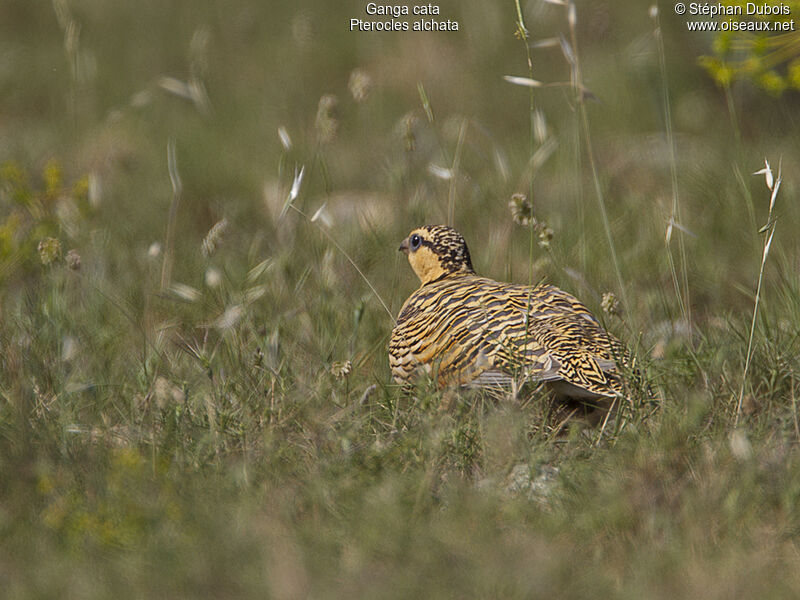 Pin-tailed Sandgrouse female