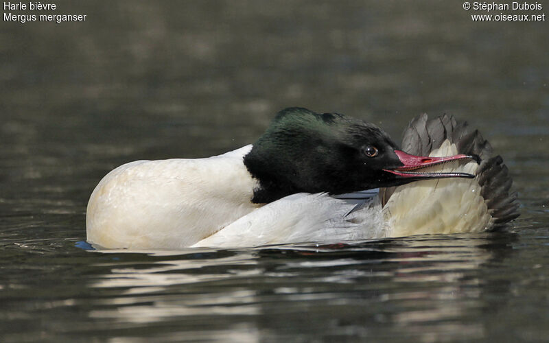 Common Merganser male adult