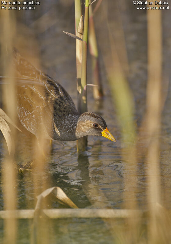 Spotted Crake