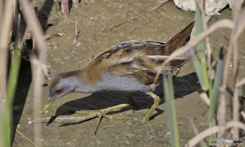 Little Crake, identification