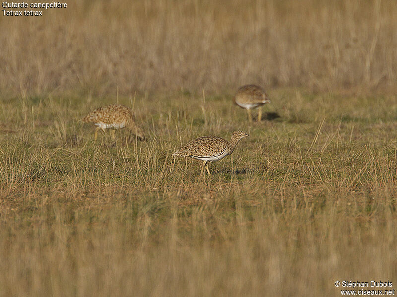 Little Bustard