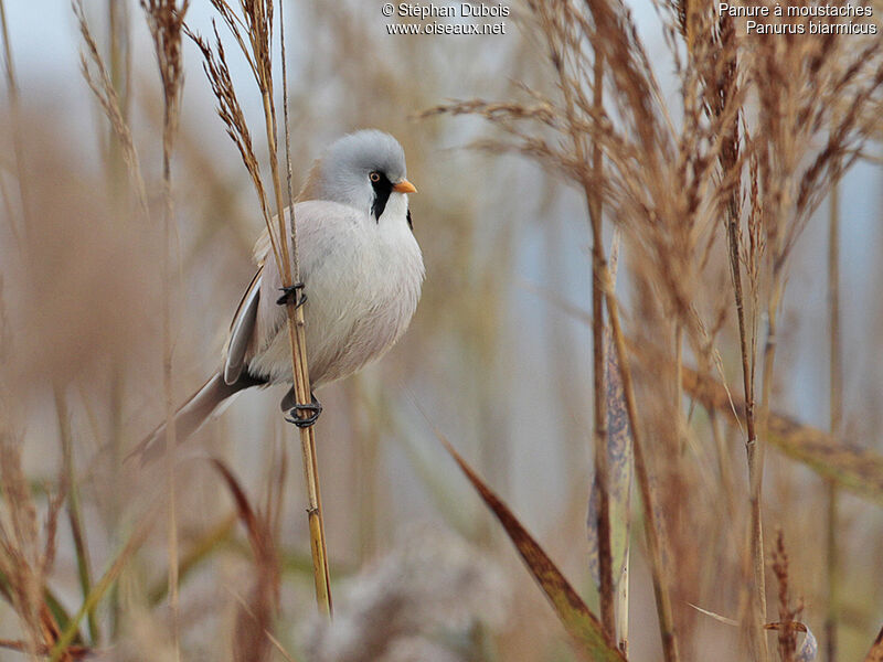 Bearded Reedling male