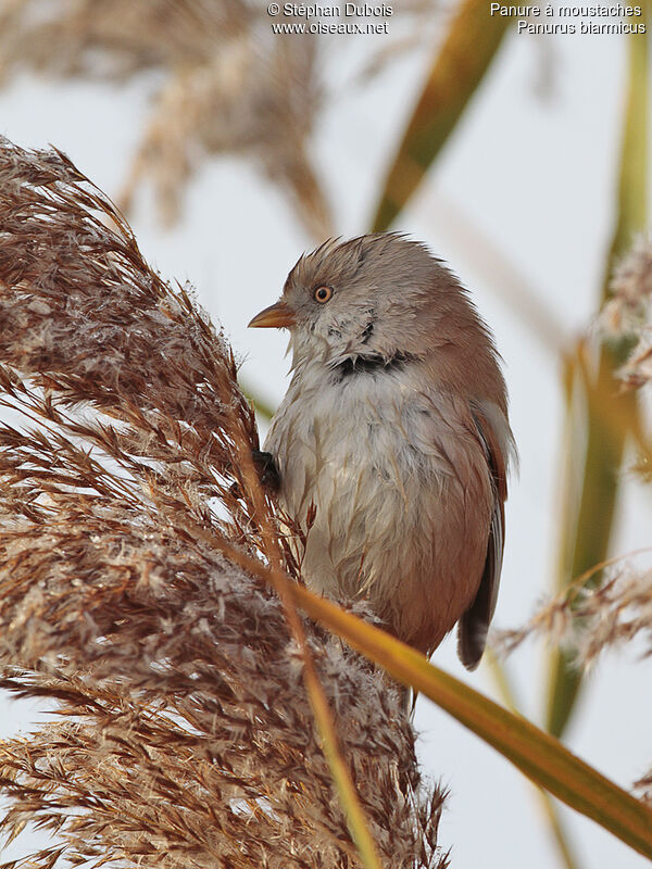 Bearded Reedling female