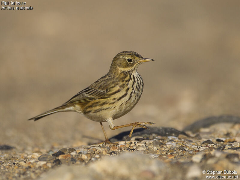 Pipit farlouse