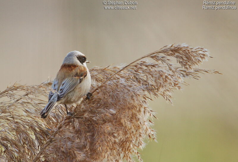 Eurasian Penduline Tit male