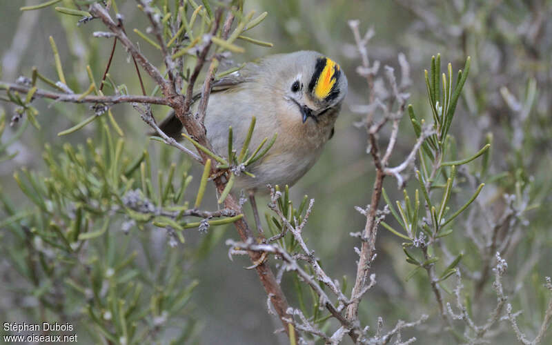 Goldcrest male adult, close-up portrait