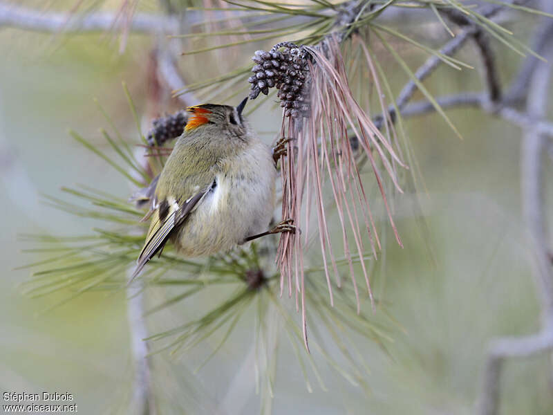 Goldcrest male adult, fishing/hunting