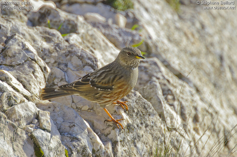 Alpine Accentoradult post breeding