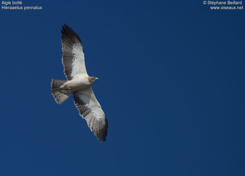 Booted Eagle