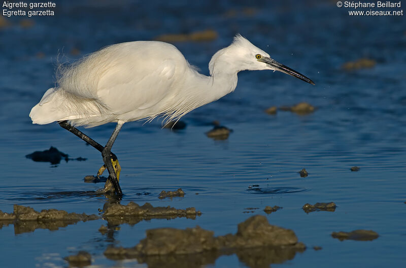 Aigrette garzette, identification