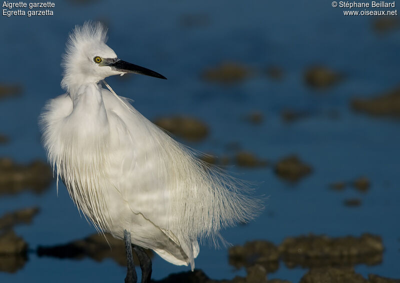 Aigrette garzette