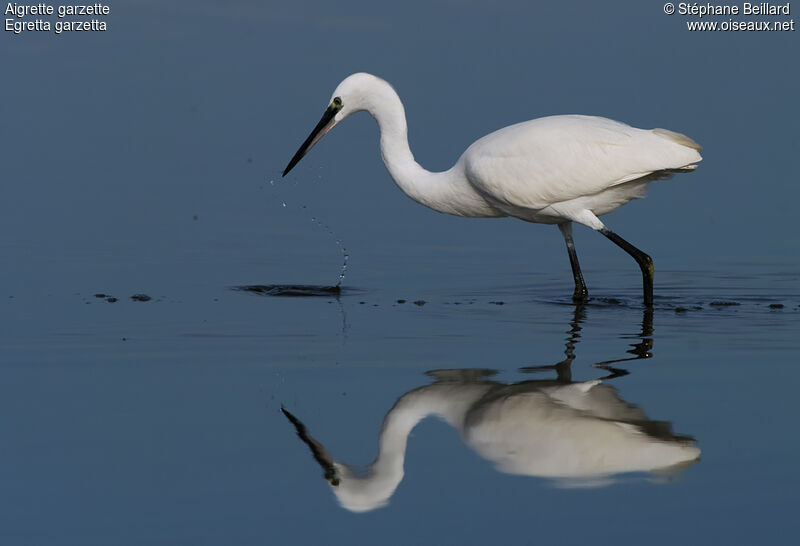 Aigrette garzette