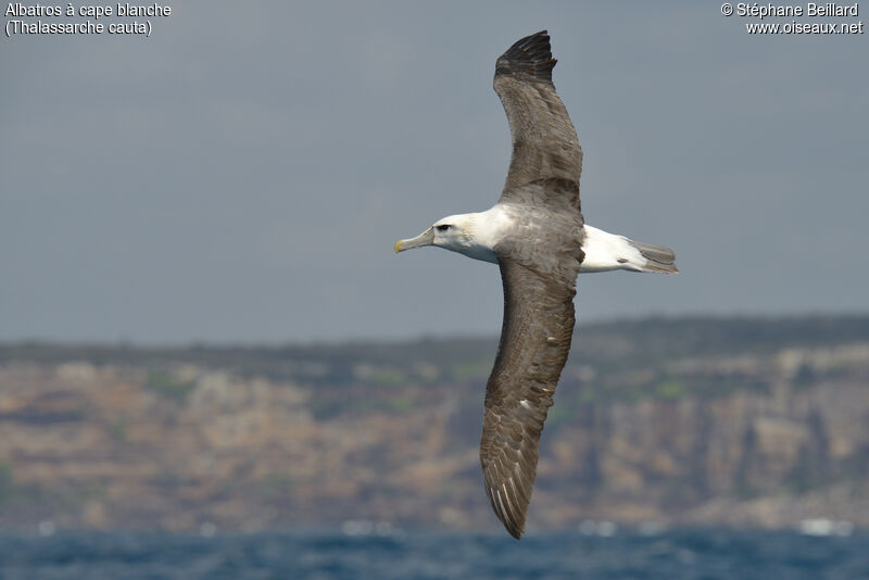 Shy Albatross, Flight