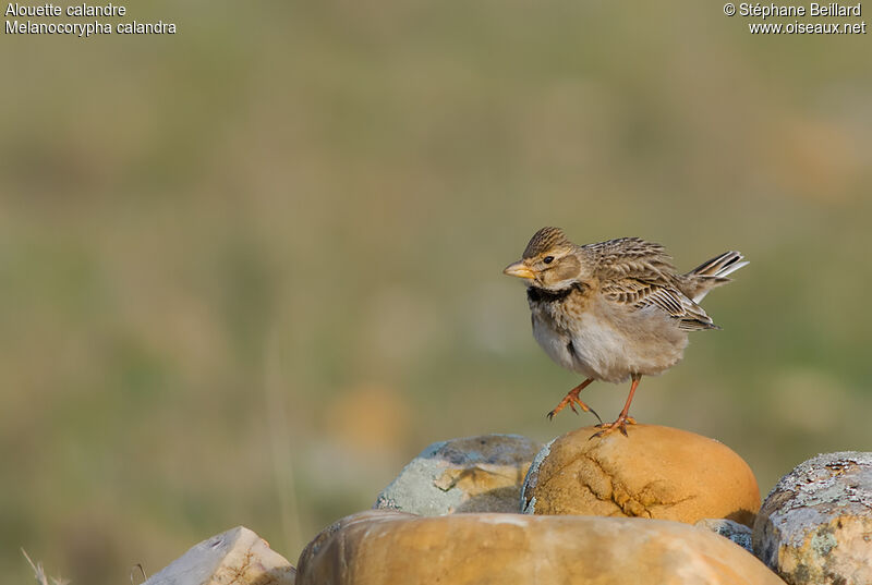 Calandra Lark