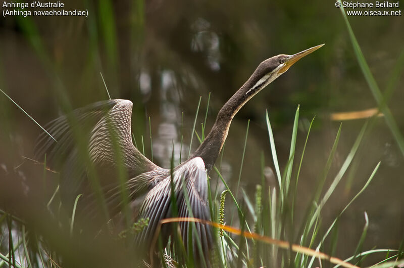 Australasian Darter