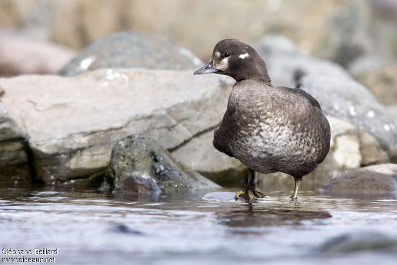 Harlequin Duck female adult breeding, close-up portrait