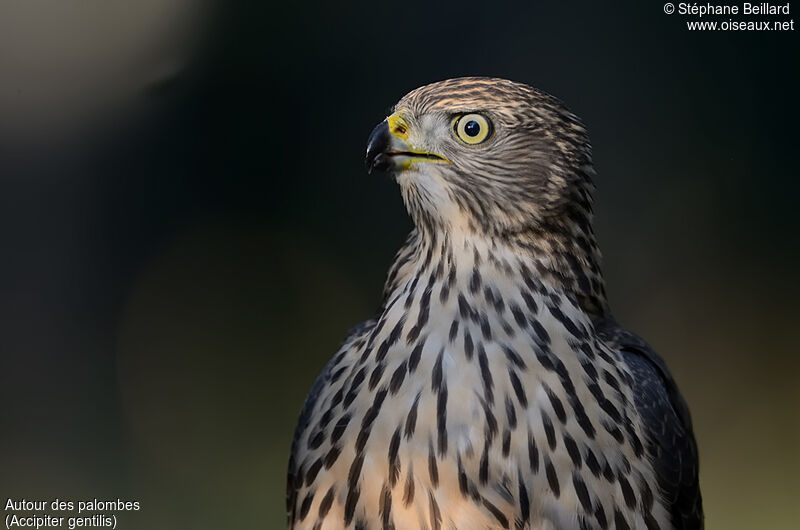 Eurasian Goshawkjuvenile