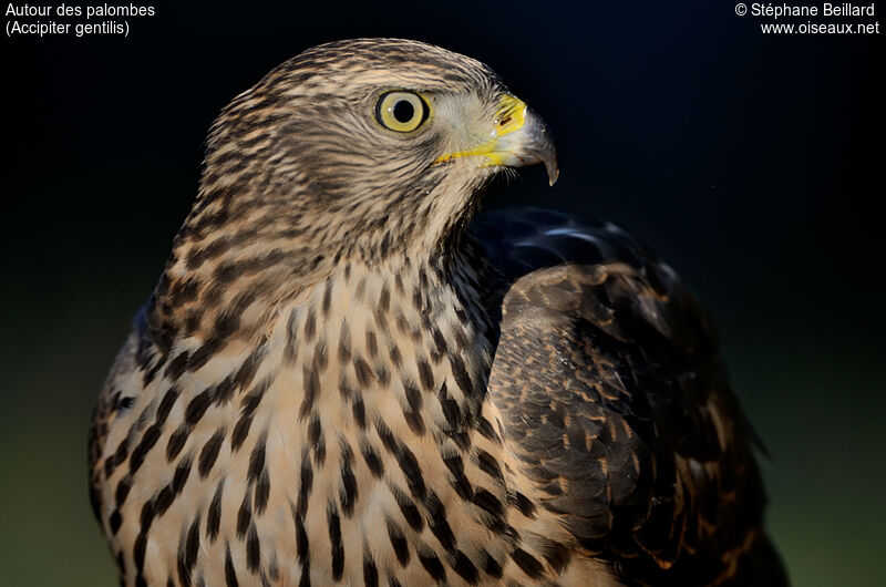 Eurasian Goshawkjuvenile