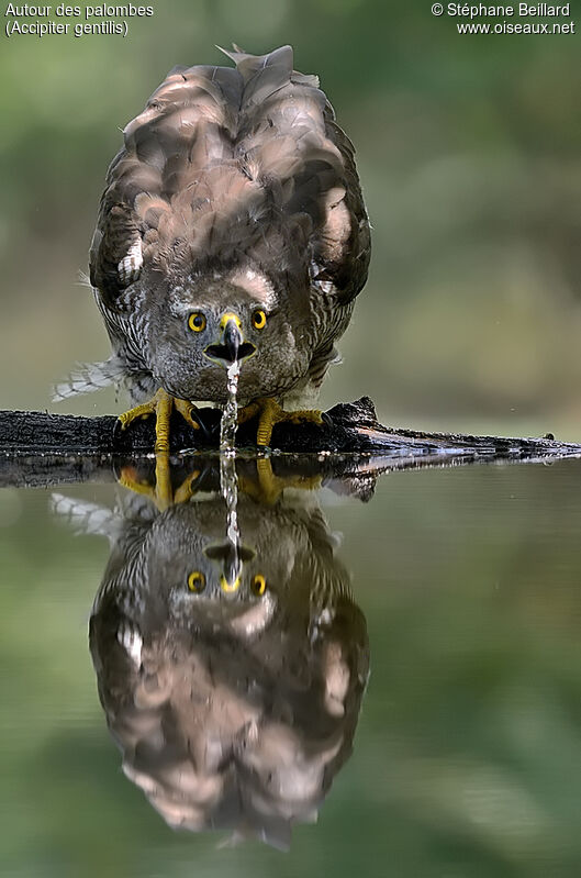 Eurasian Goshawk female adult