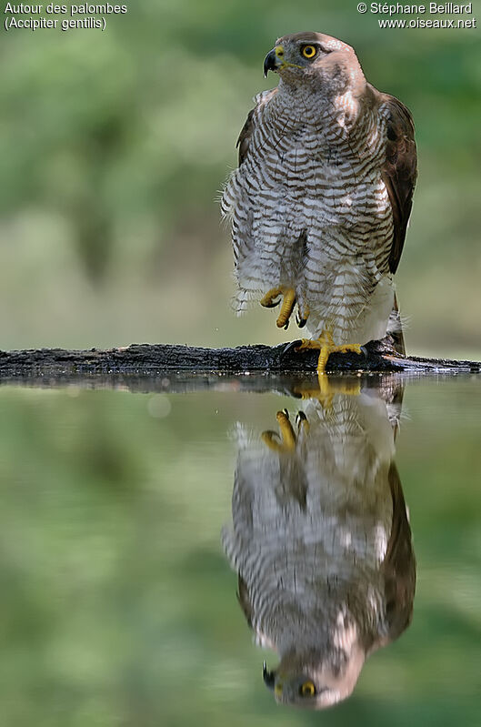 Eurasian Goshawk female adult