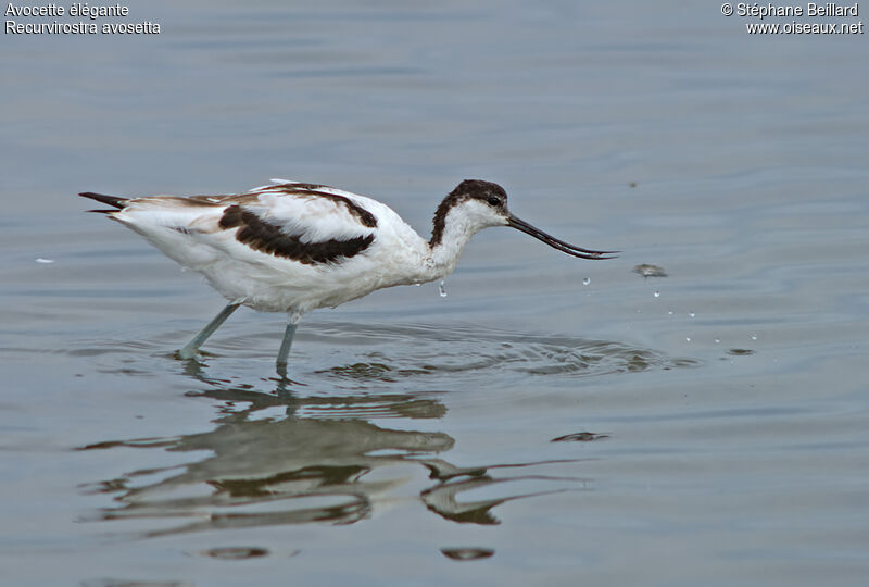 Pied Avocetimmature