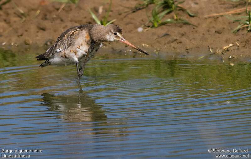 Black-tailed Godwit